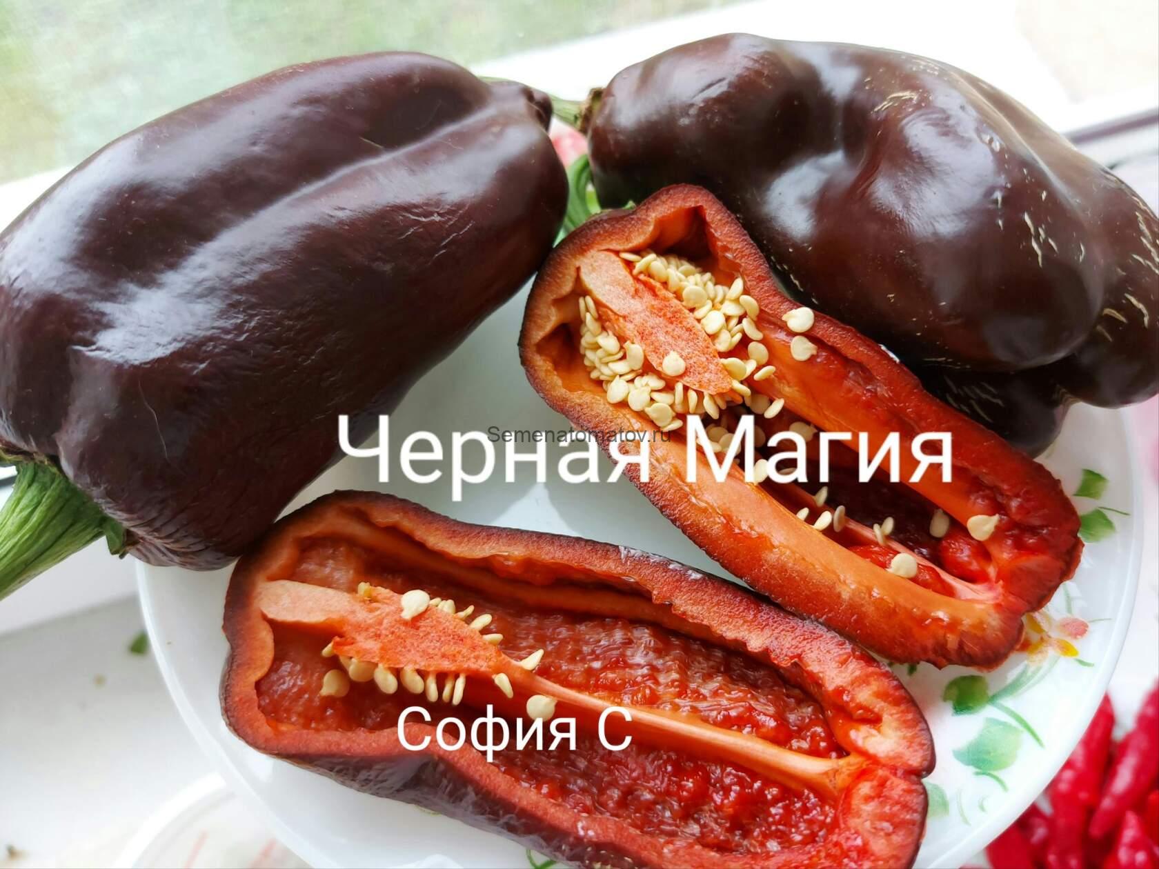 Черная Магия — изображение 2