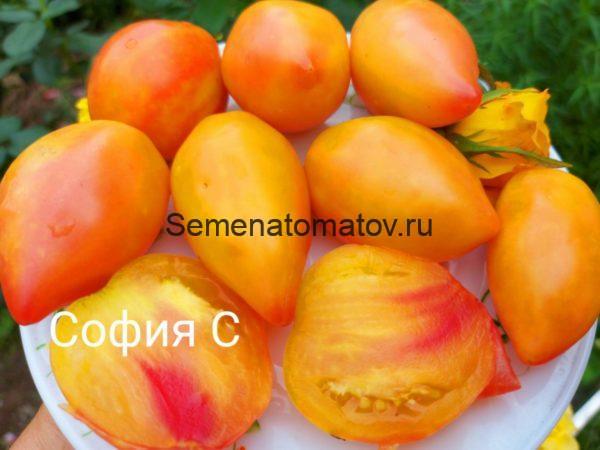 Sunkissed Peach Загоревший  Персик