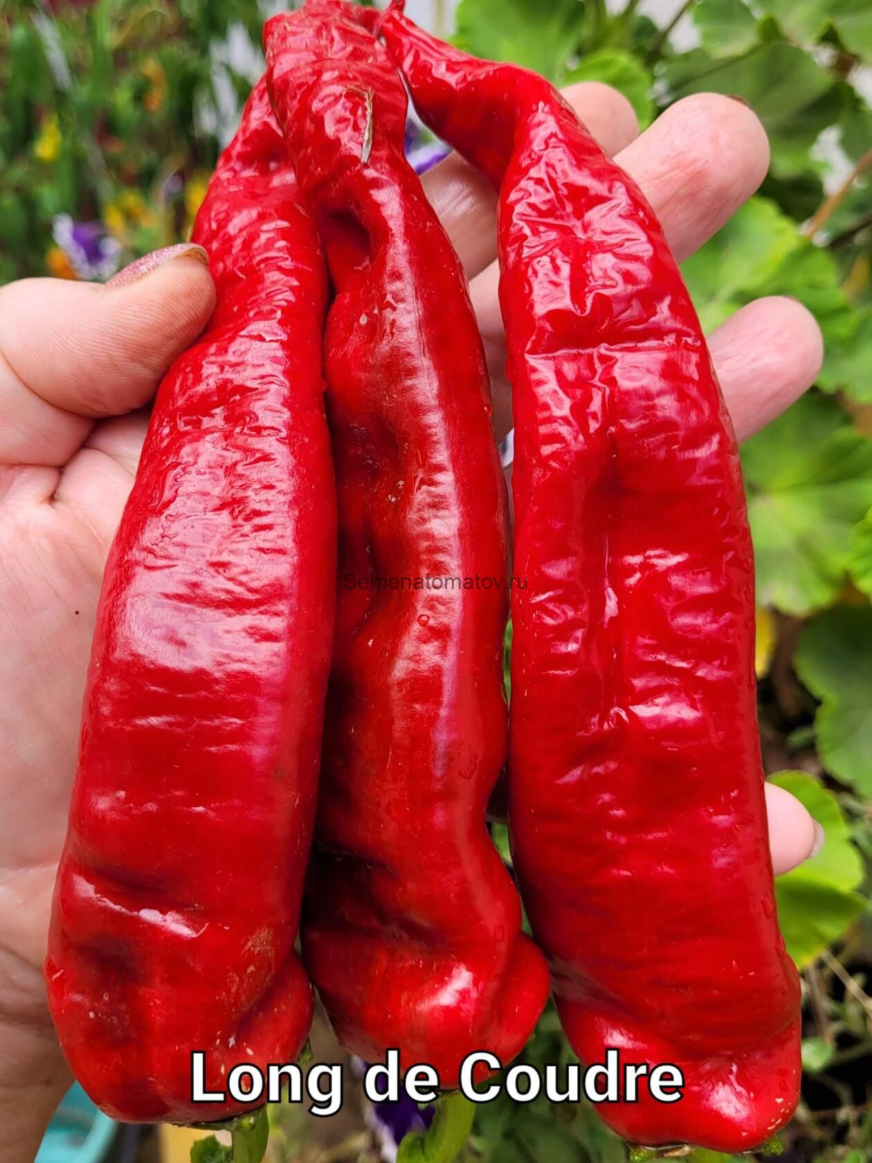 Long de Coudré   По локоть