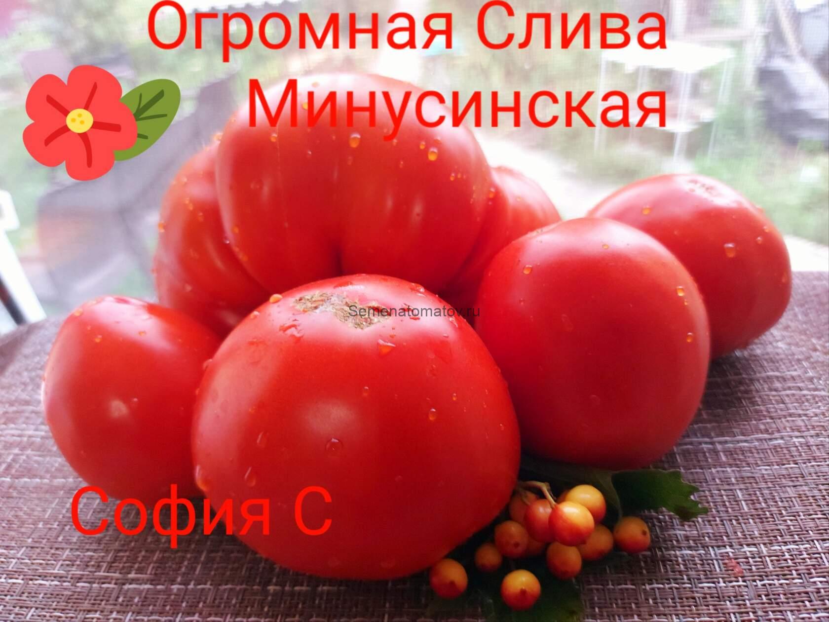 Огромная Слива Минусинская'