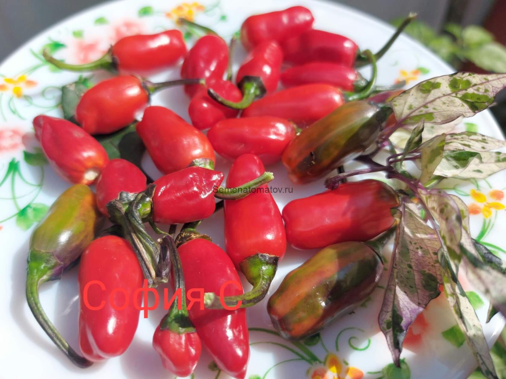 Пурпурный тигр (Purple Tiger)