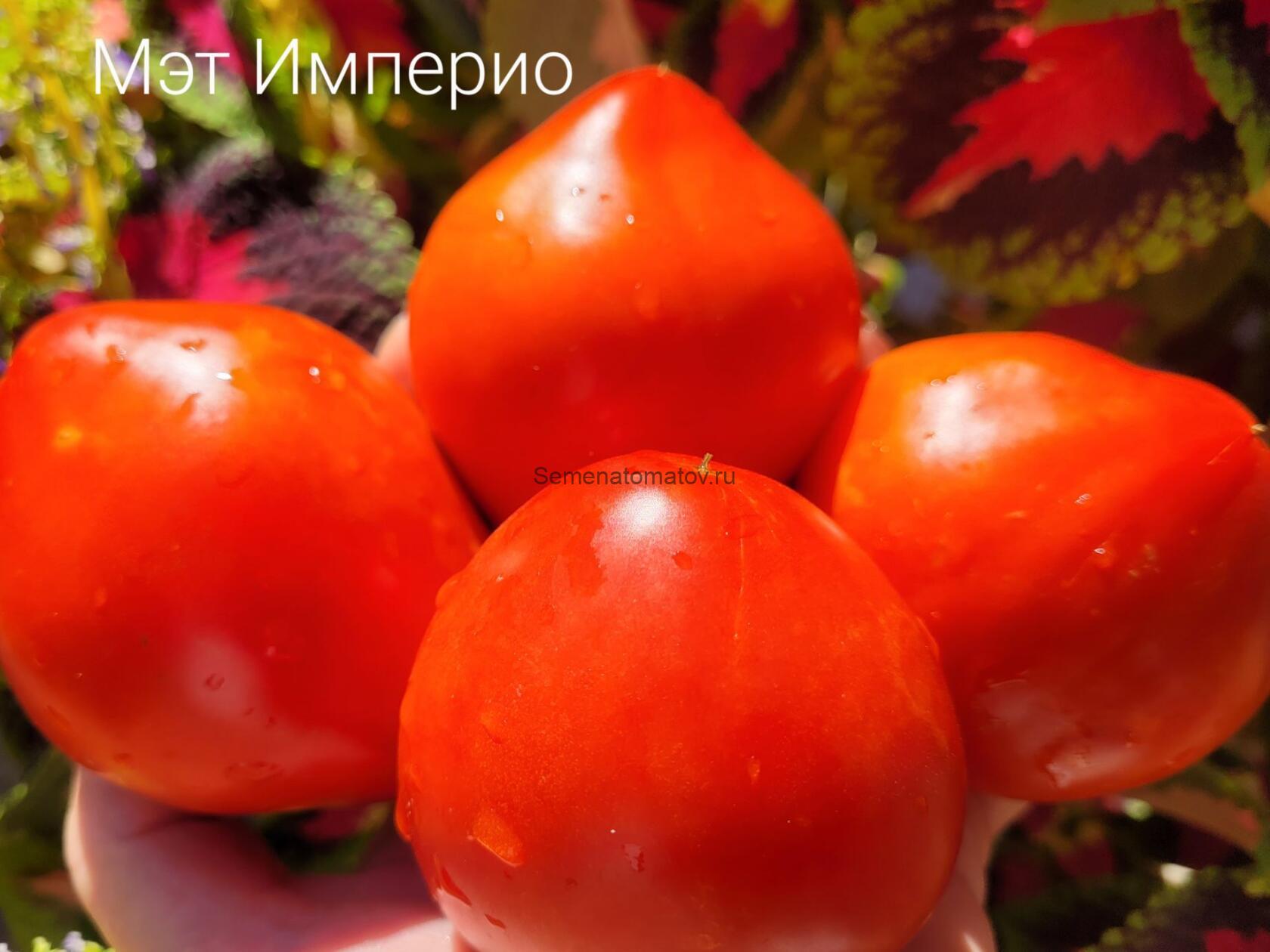 Matt d'Imperio (Мэт Империо) — изображение 2