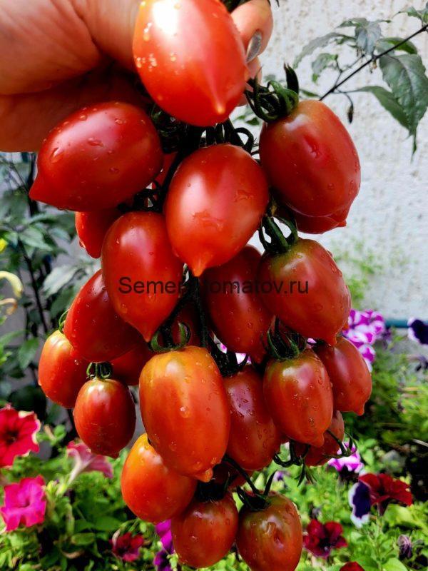 Лукум — изображение 2