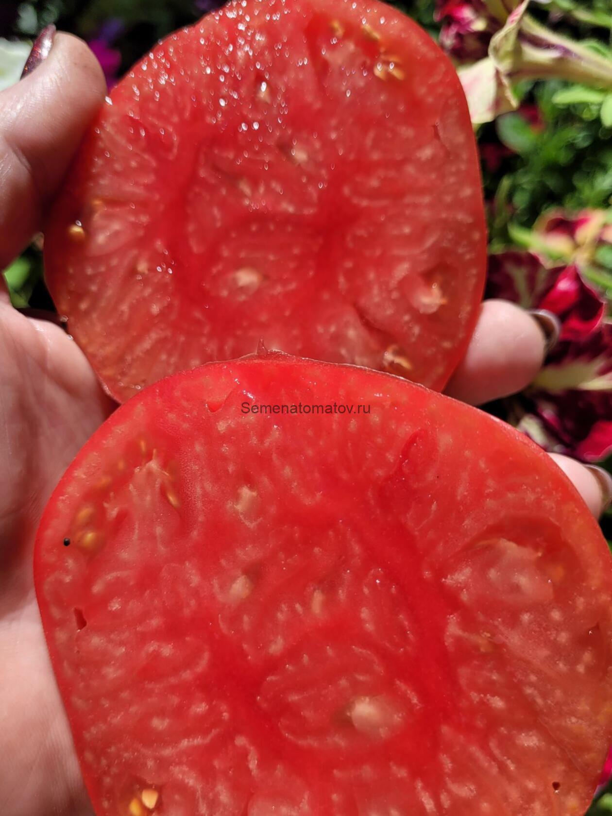 Gigante Silano (Гигант Силано) Италия — изображение 3