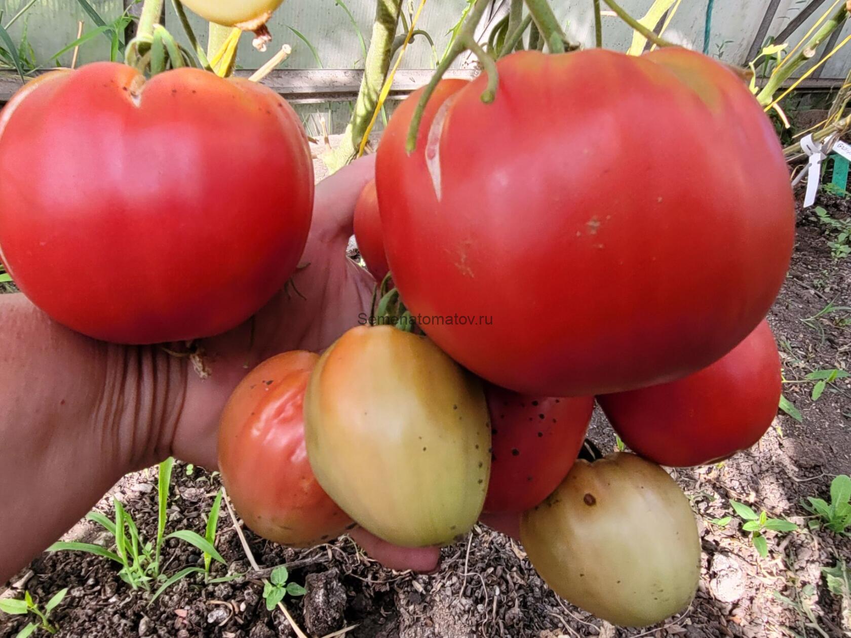 Gigante Silano (Гигант Силано) Италия — изображение 2