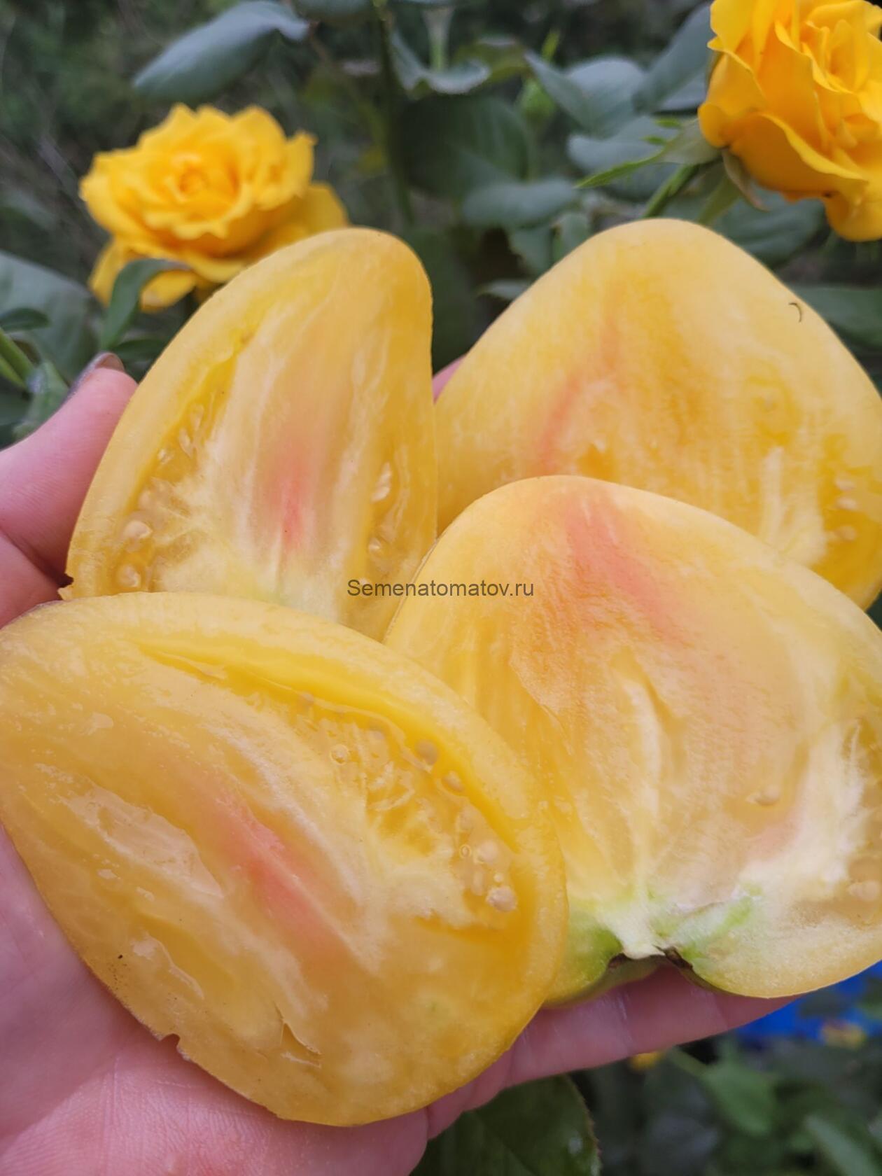 Белое Сердце Софии Ф5 — изображение 2