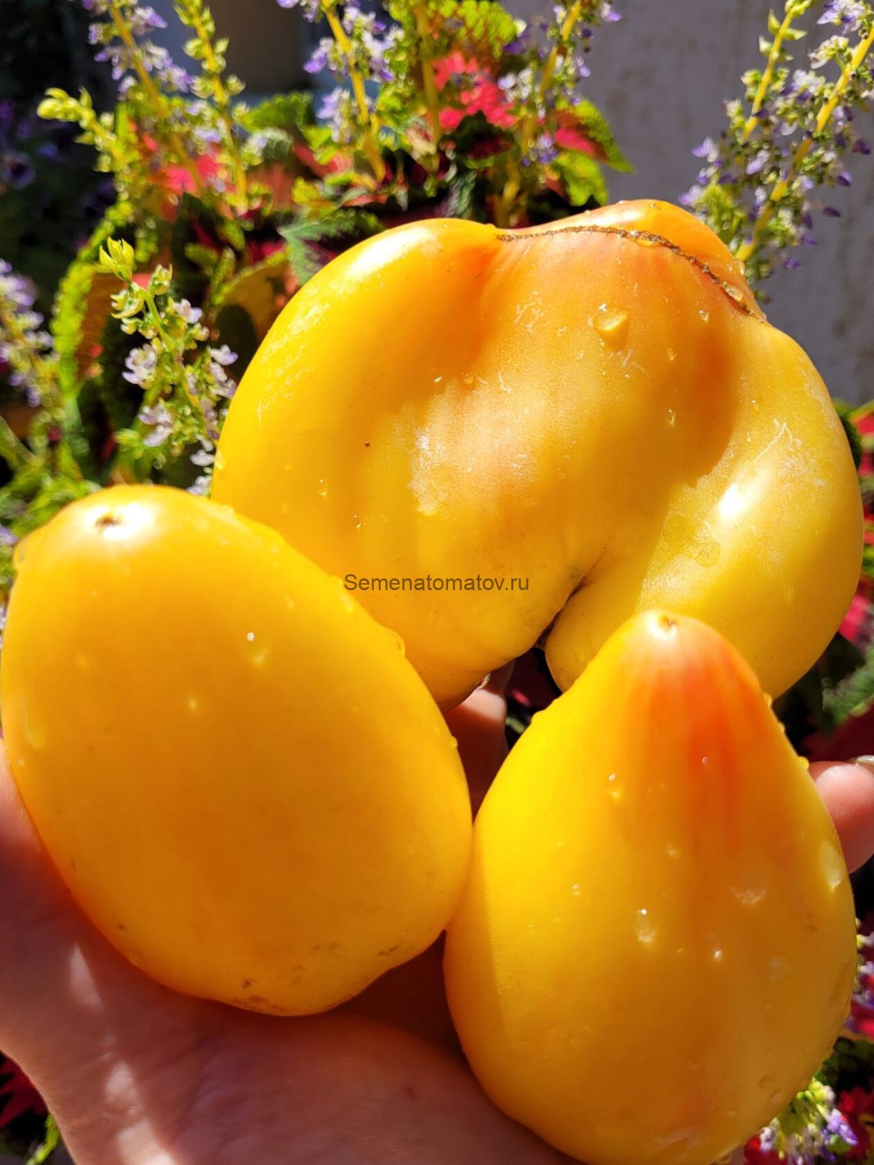 Белое Сердце Софии Ф5 — изображение 3