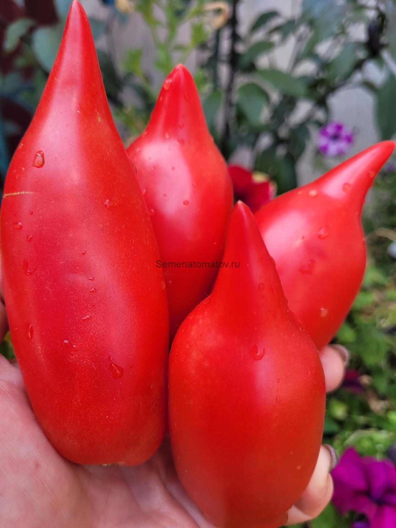 Туфельки Султана Ф5