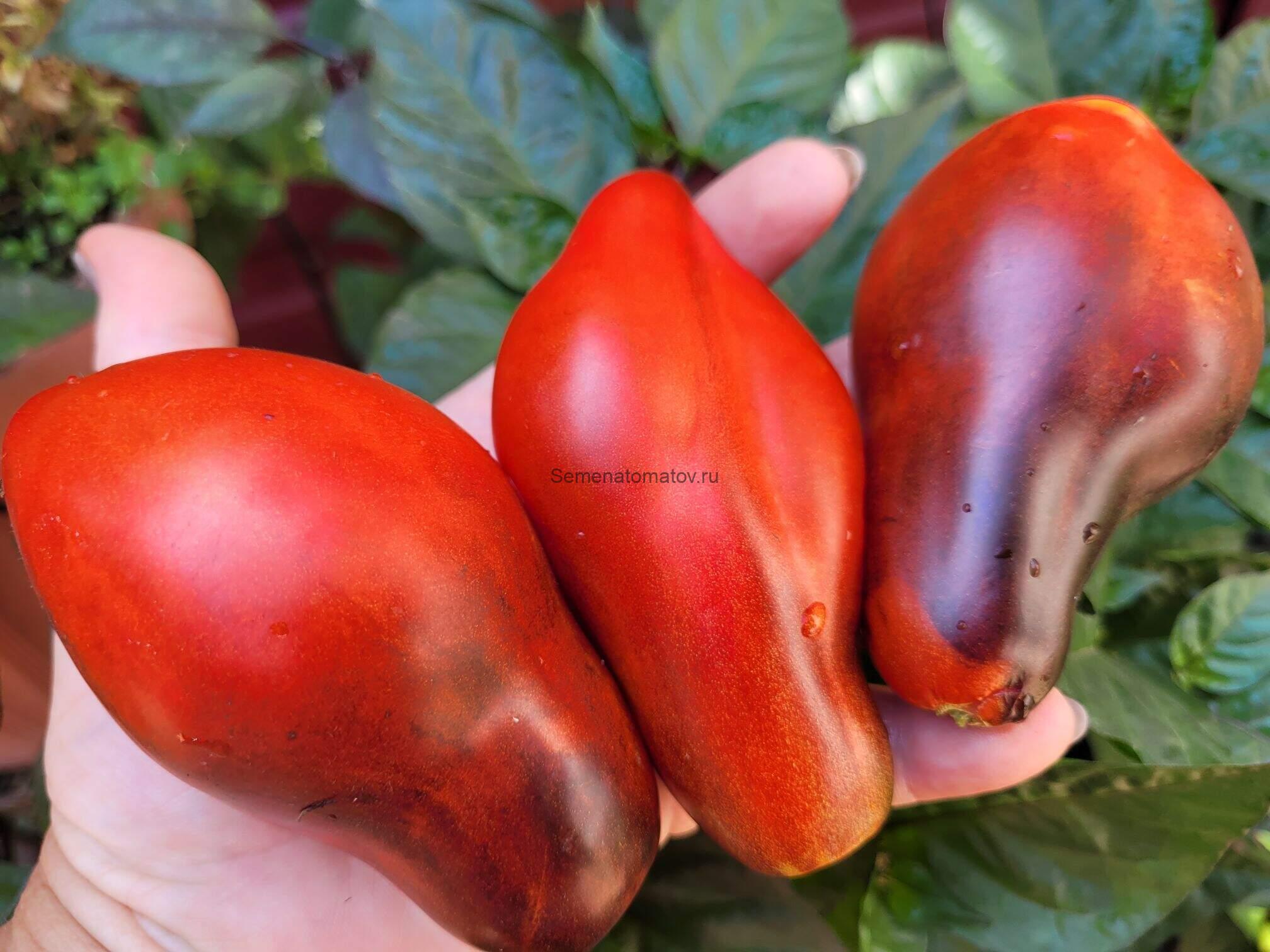 Бронзовые Пальчики Сержанта Пеппера — изображение 2