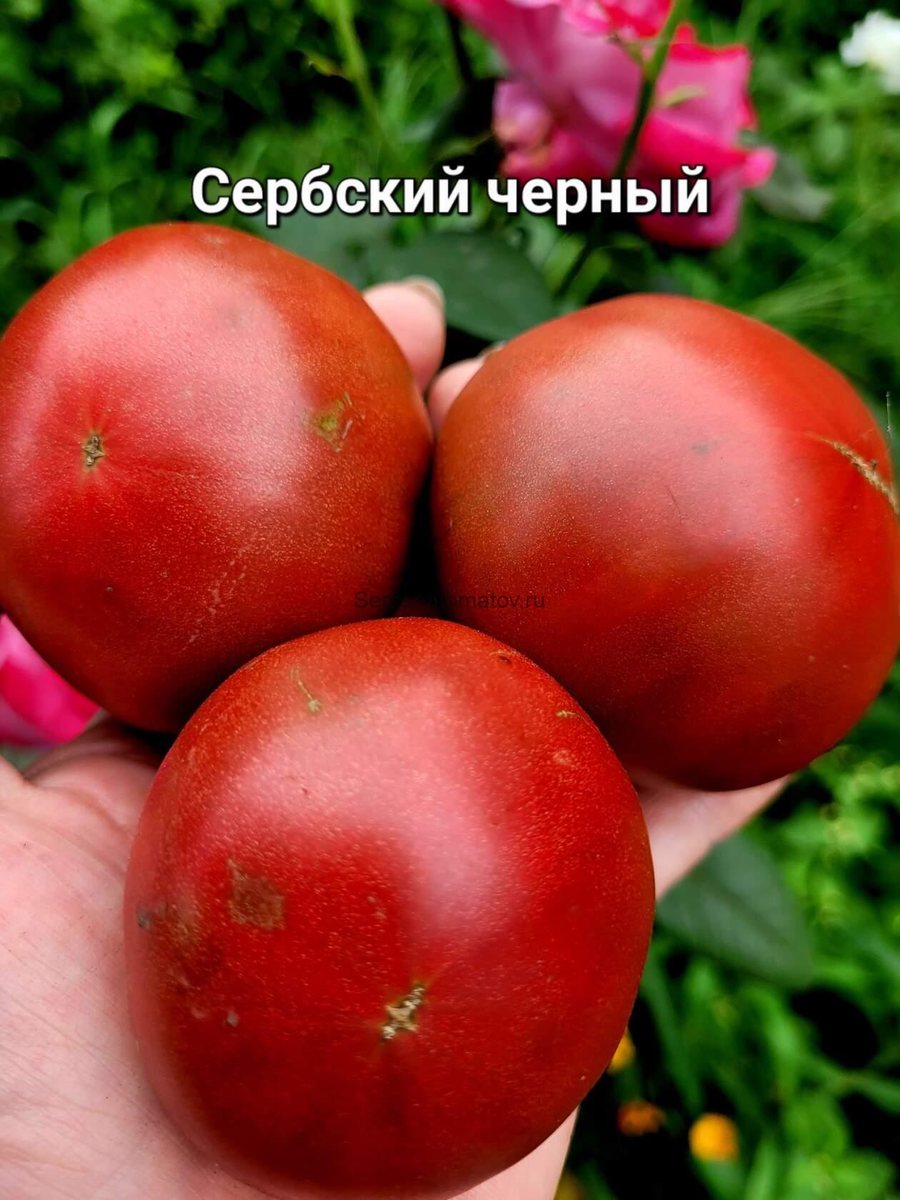 Сербский Черный