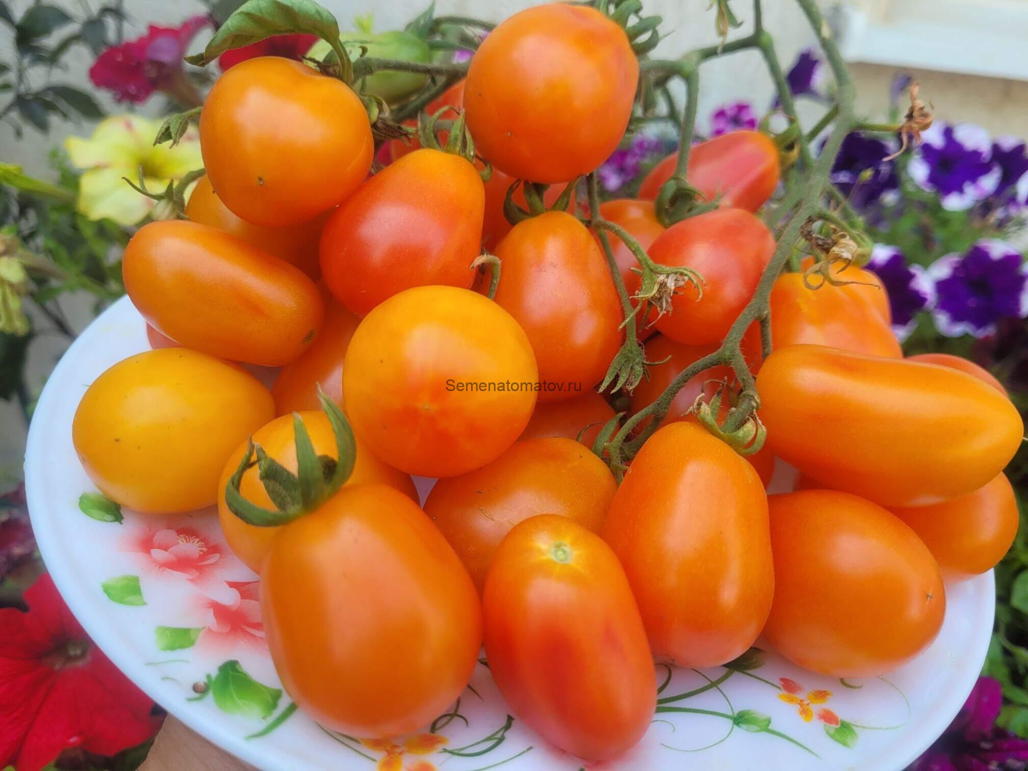 Алмаатинский Тюльпан