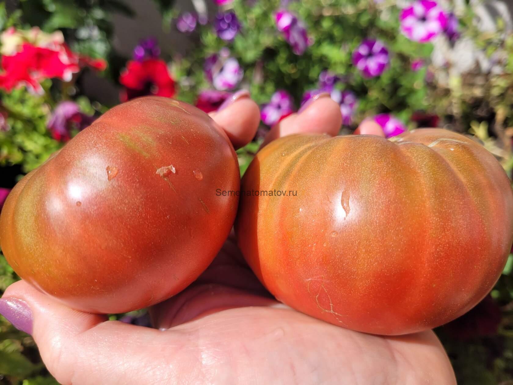 ROSA ALHENDIN GRANADA--РОЗА АЛЬХЕНДИН ГРАНАДА