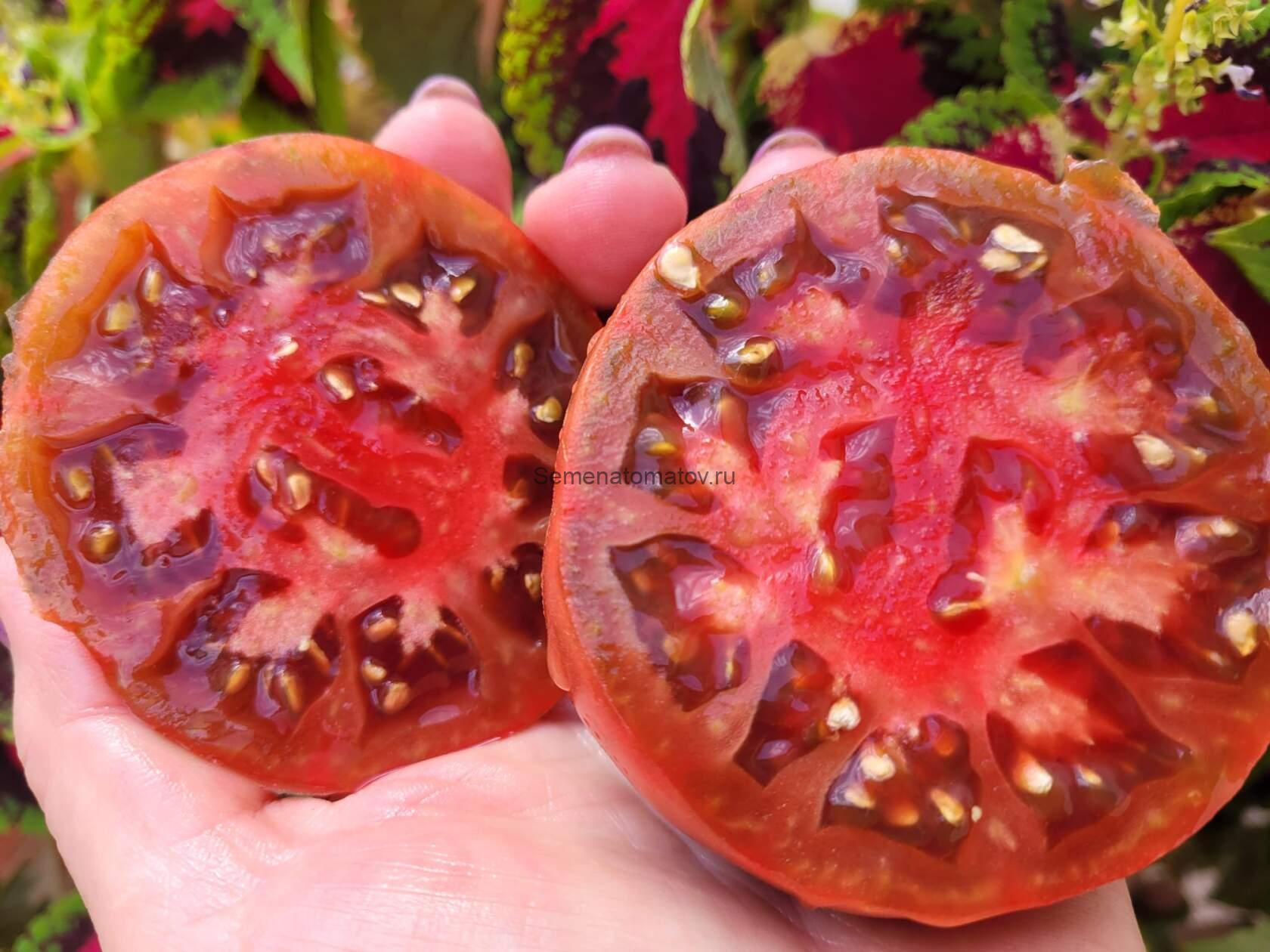 ROSA ALHENDIN GRANADA--РОЗА АЛЬХЕНДИН ГРАНАДА — изображение 2