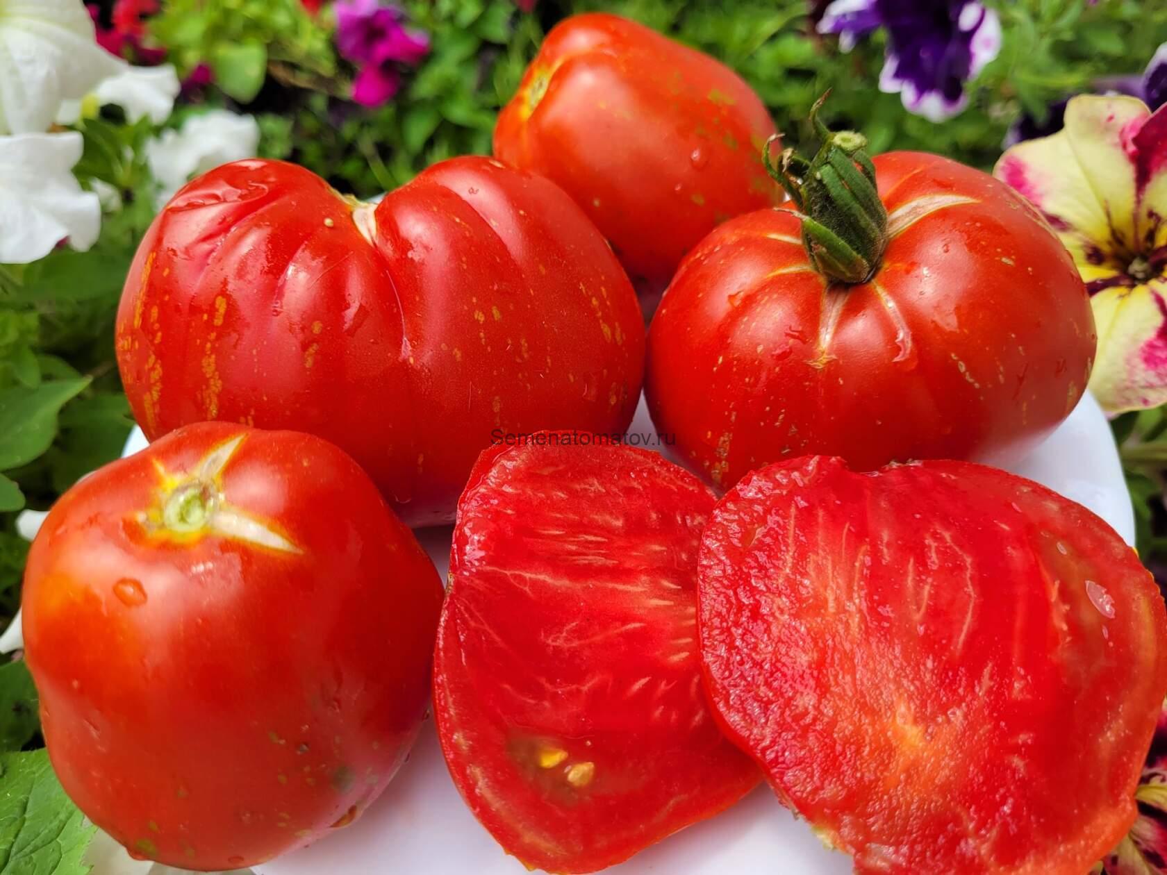 Баранья Сумка ( Borsa di Montone ) — изображение 3