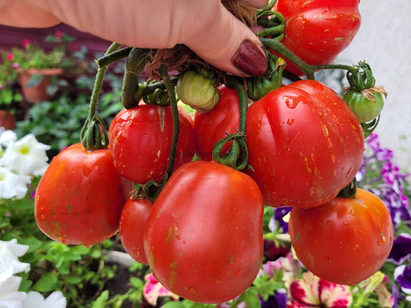 Баранья Сумка ( Borsa di Montone ) — изображение 2