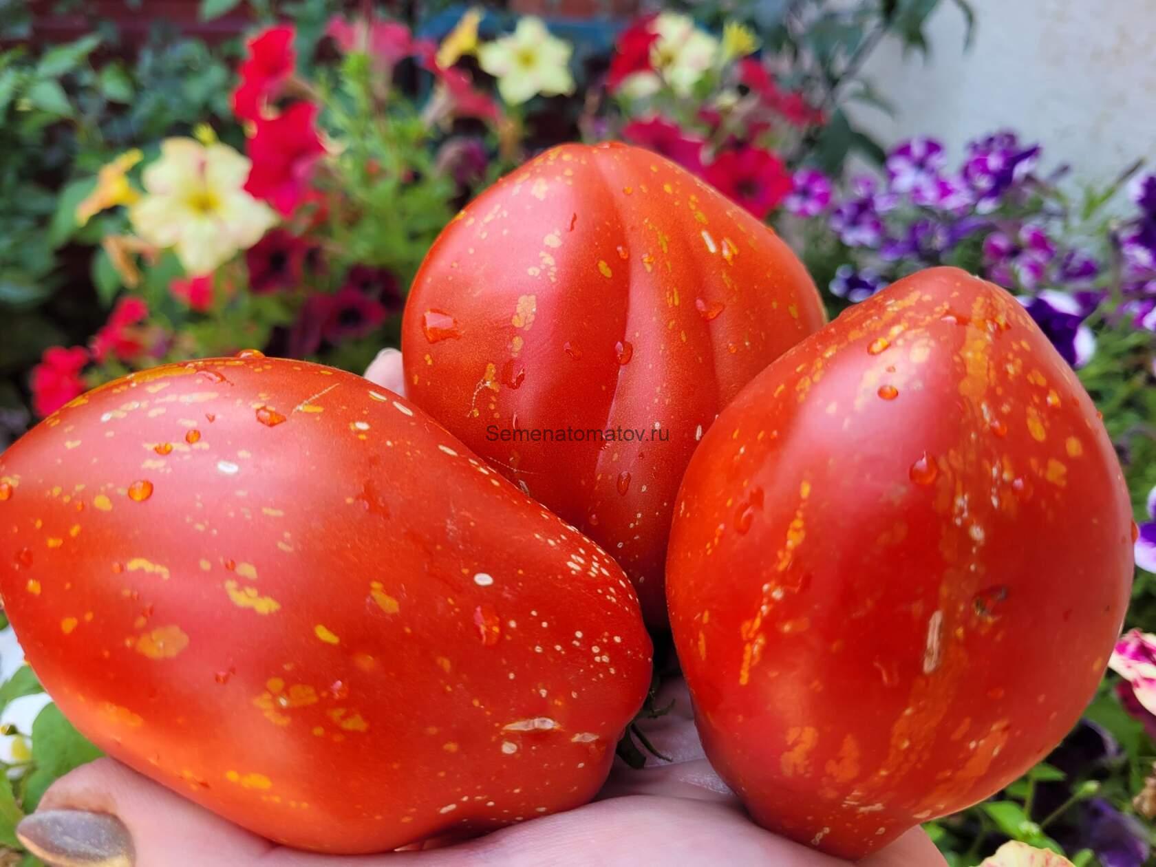 Баранья Сумка ( Borsa di Montone )