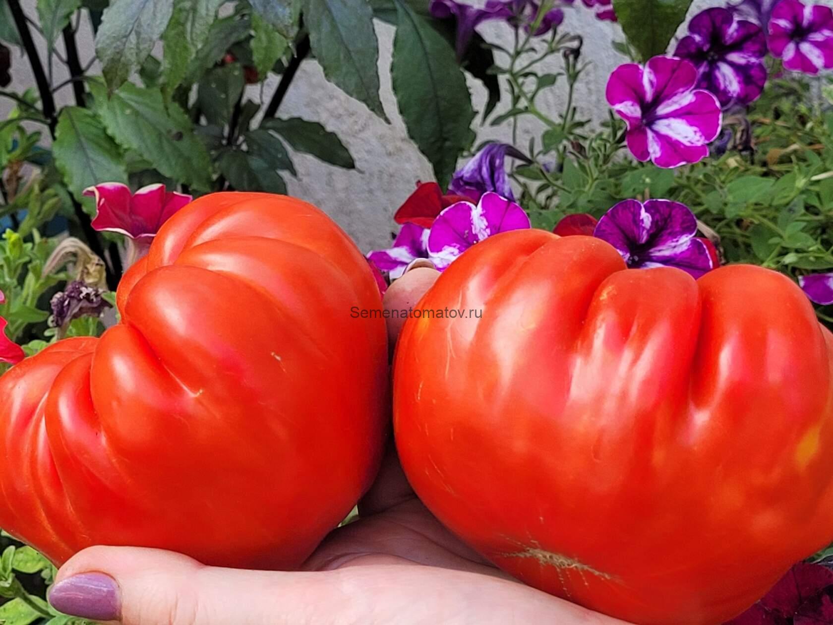 Basajaun. Басаджаун