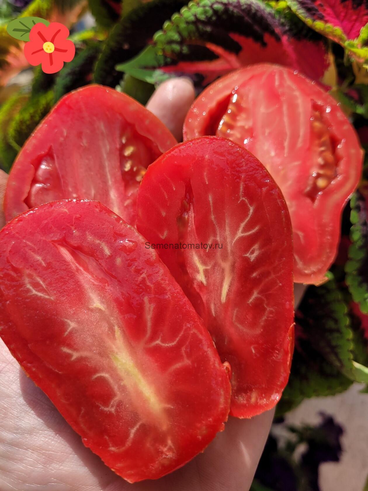 Brutti Ma Buoni Брути Ма Буони — изображение 2