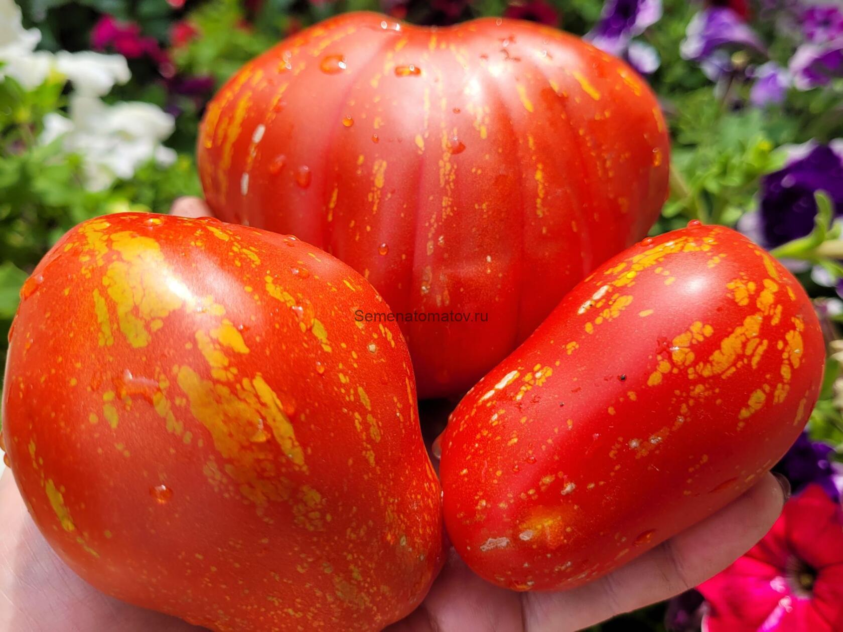 Brutti Ma Buoni Брути Ма Буони