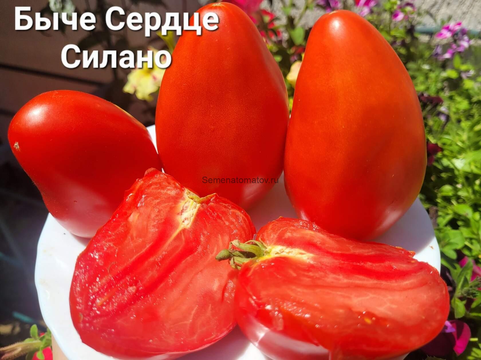 Cuore di Bue Silano (Сердце Быка Силано)