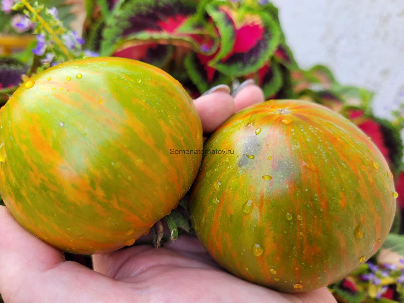 Полосатый Бык ( Striped Bull, США)