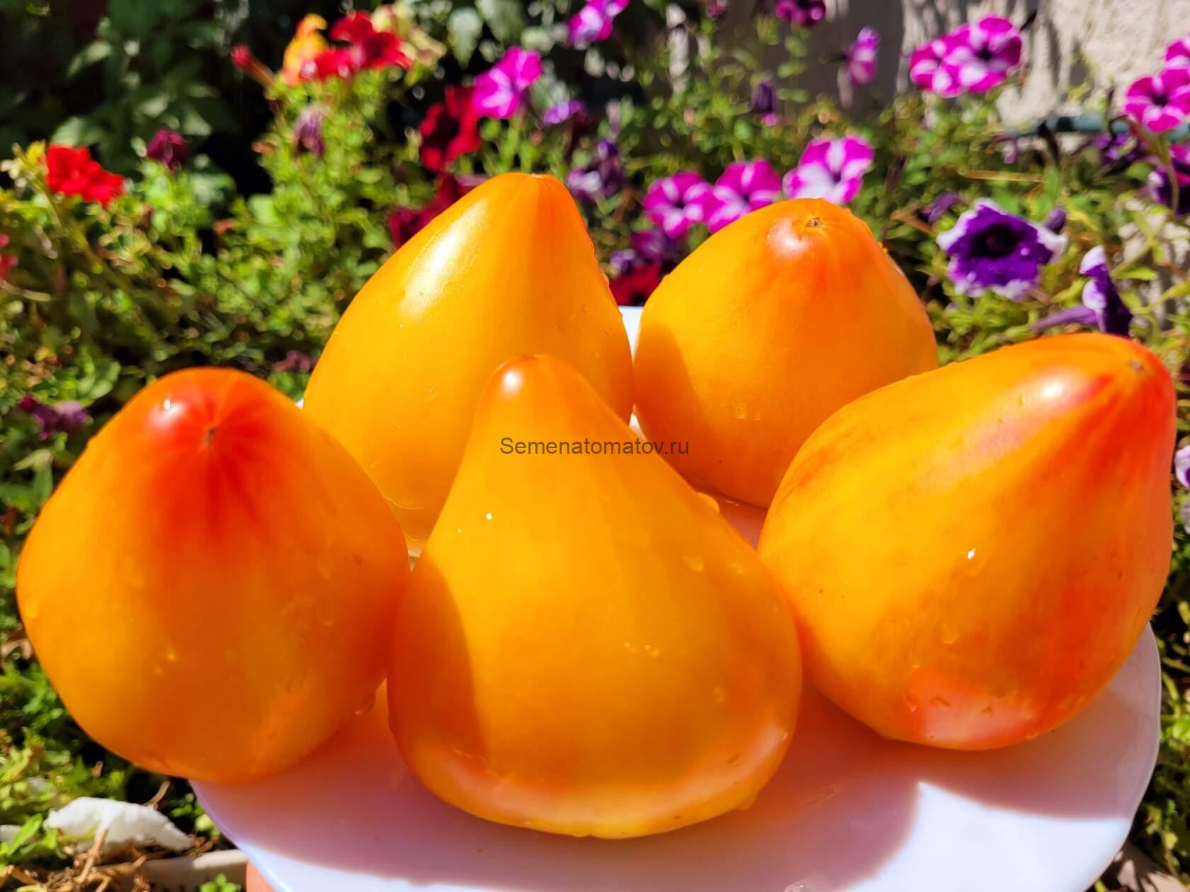 Ее Величество Бабушка