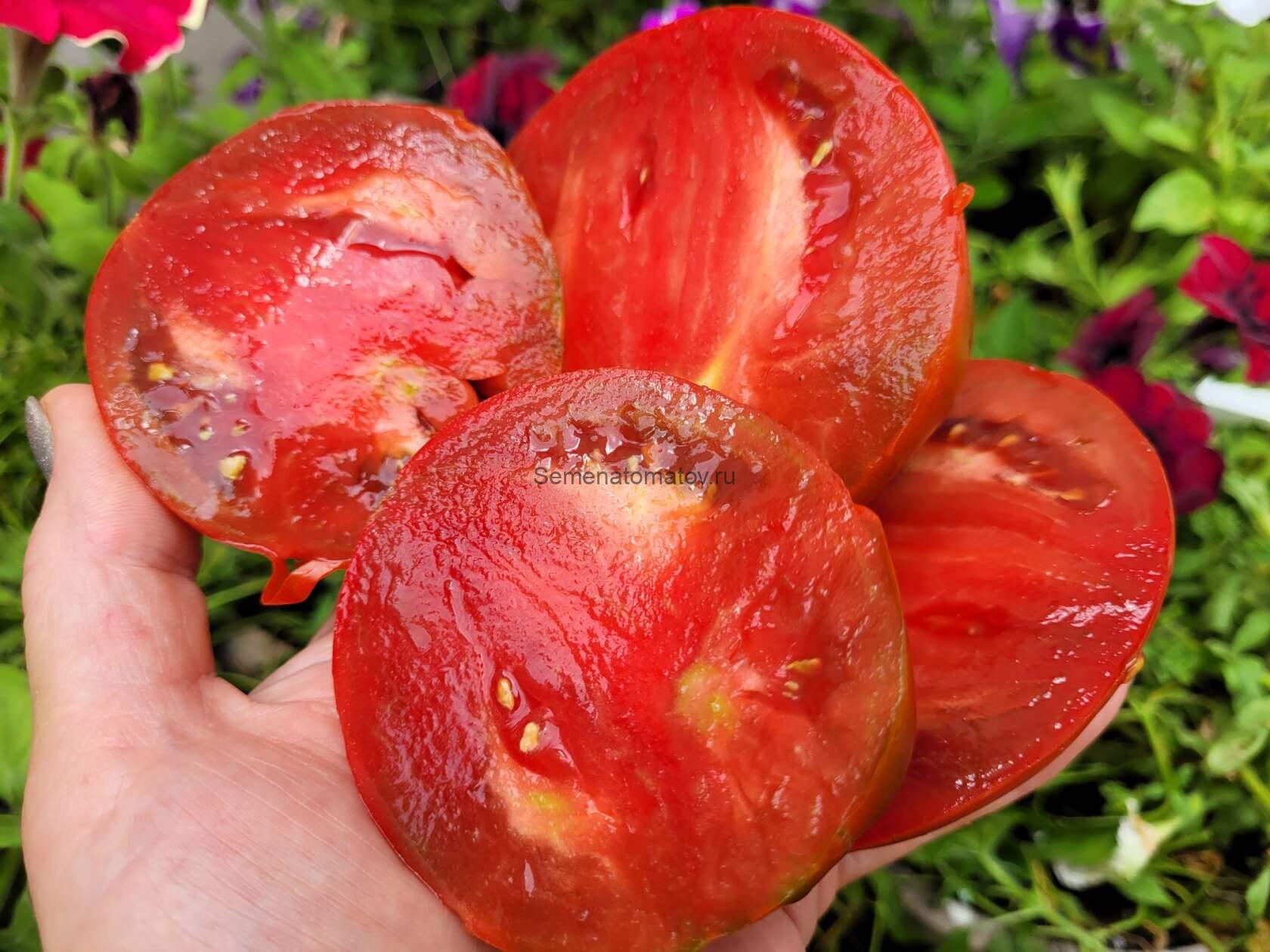 Big Black Volunteer (Большой Черный Волонтер) — изображение 2