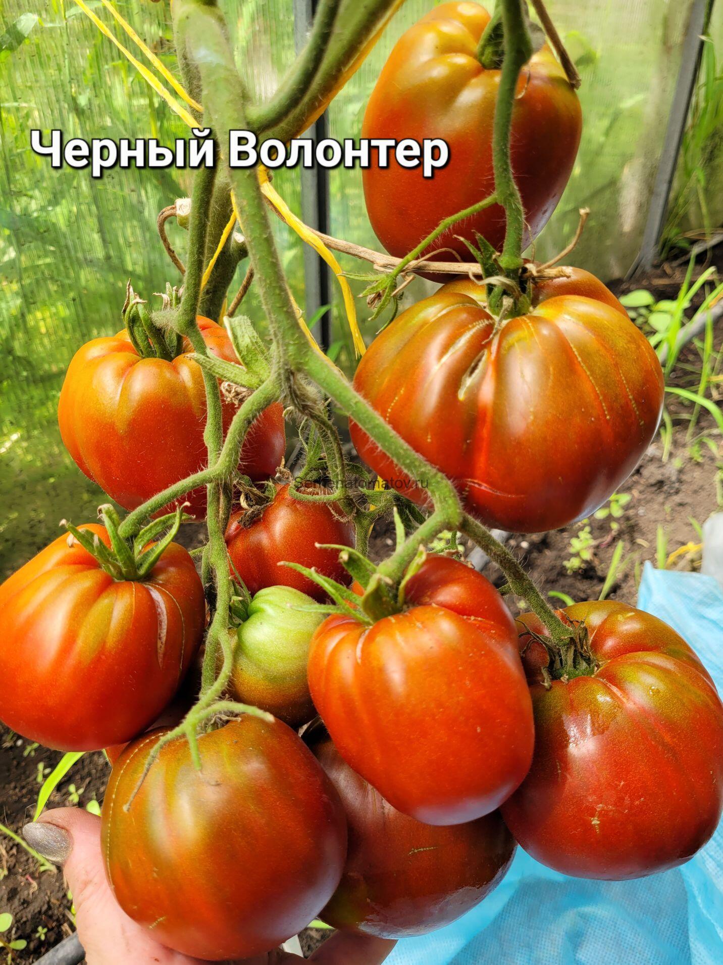 Big Black Volunteer (Большой Черный Волонтер)