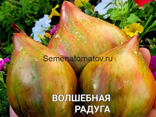 Волшебная Радуга средне-ранний 1.8-2м 200-400гр