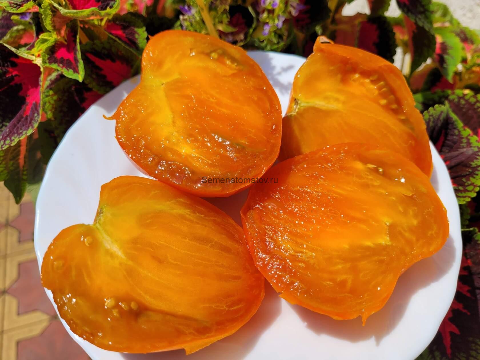 Суровая Дыня Немцев Поволжья — изображение 2