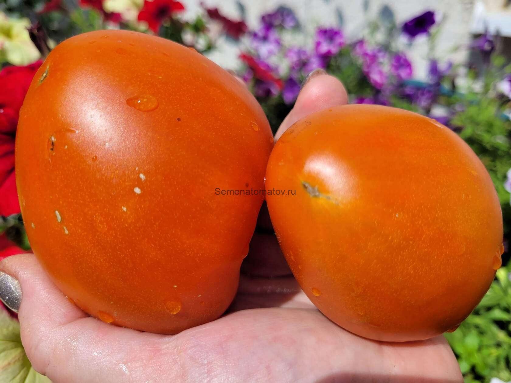 Суровая Дыня Немцев Поволжья — изображение 3