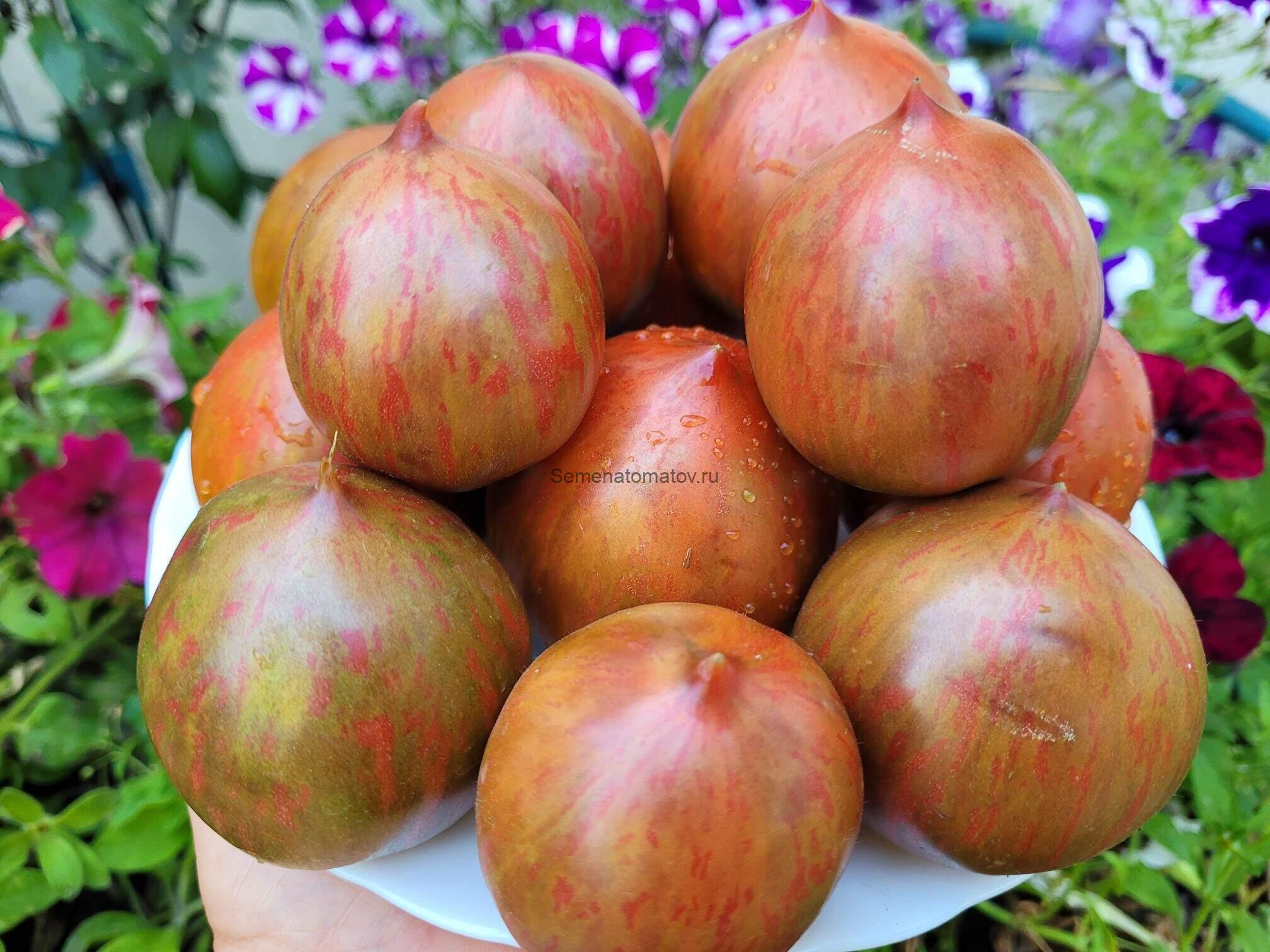 Зеленый рог (Green Horn)