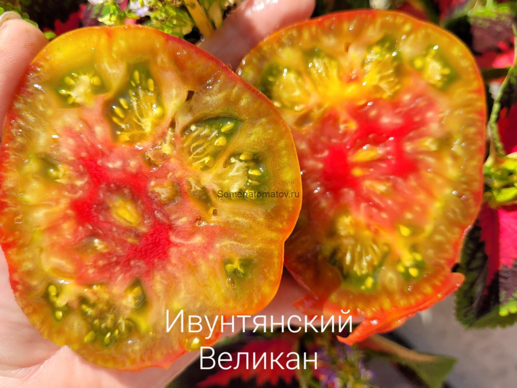 Ивунтянский великан Триколор — изображение 2