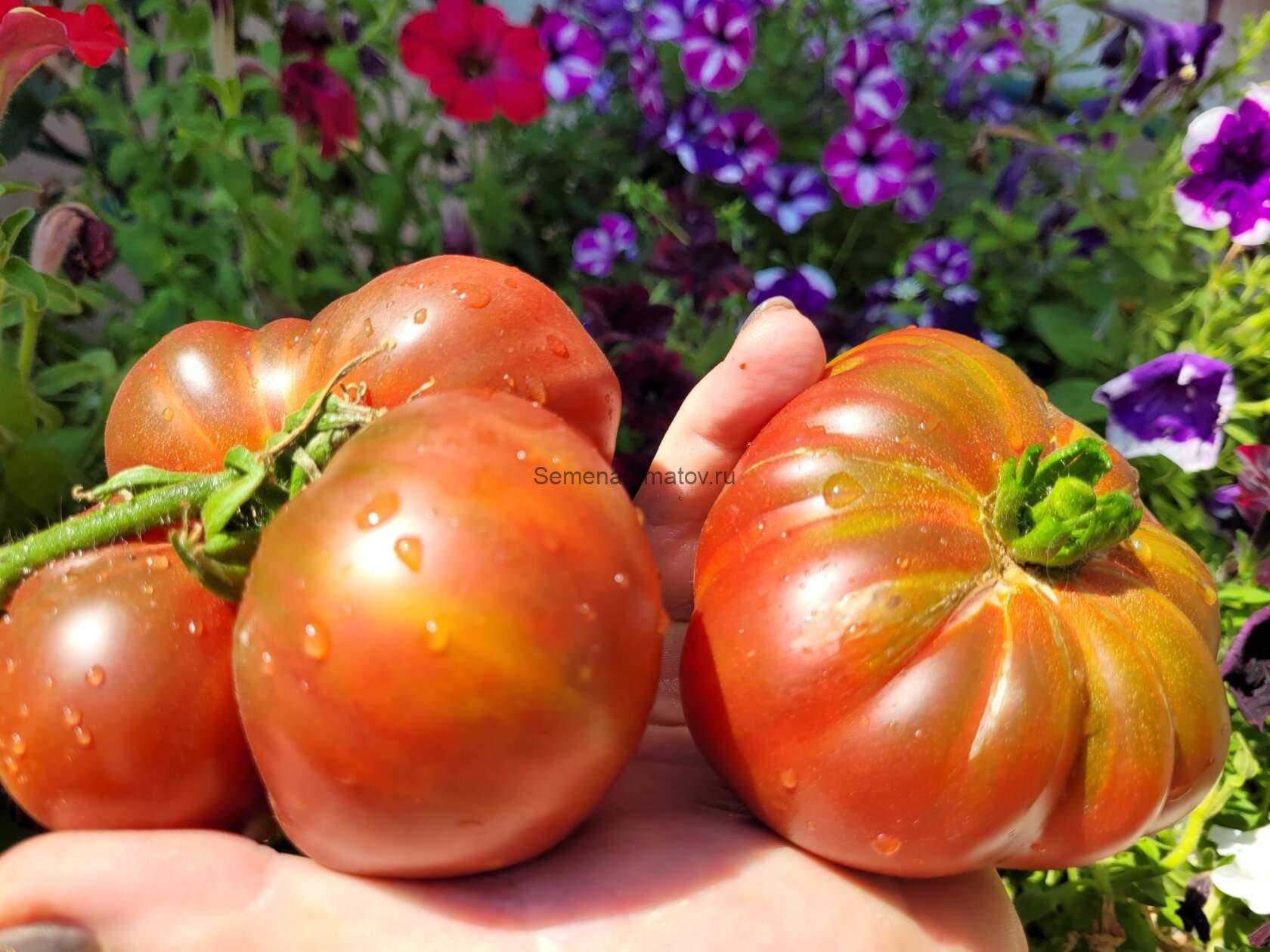 Ивунтянский великан Триколор