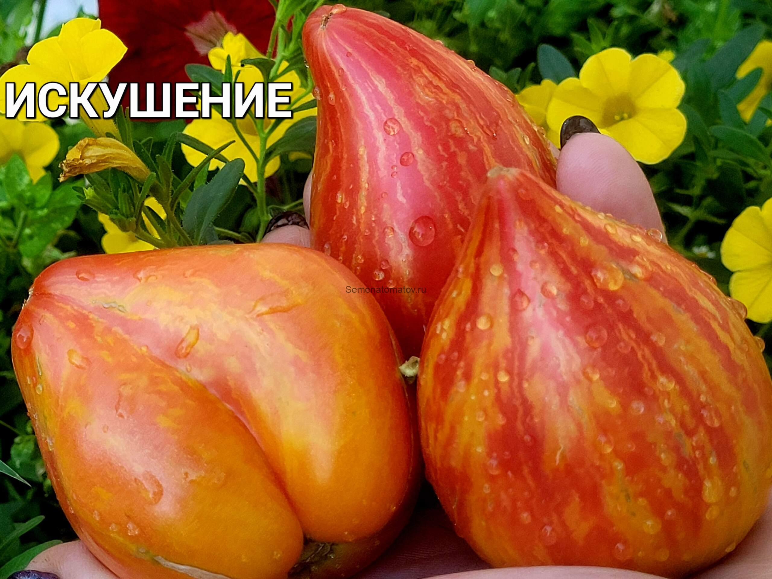 Искушение — изображение 3