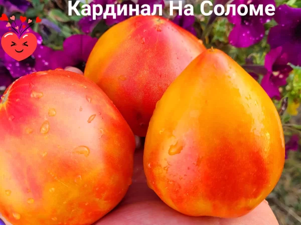 Кардинал на Соломе — изображение 3
