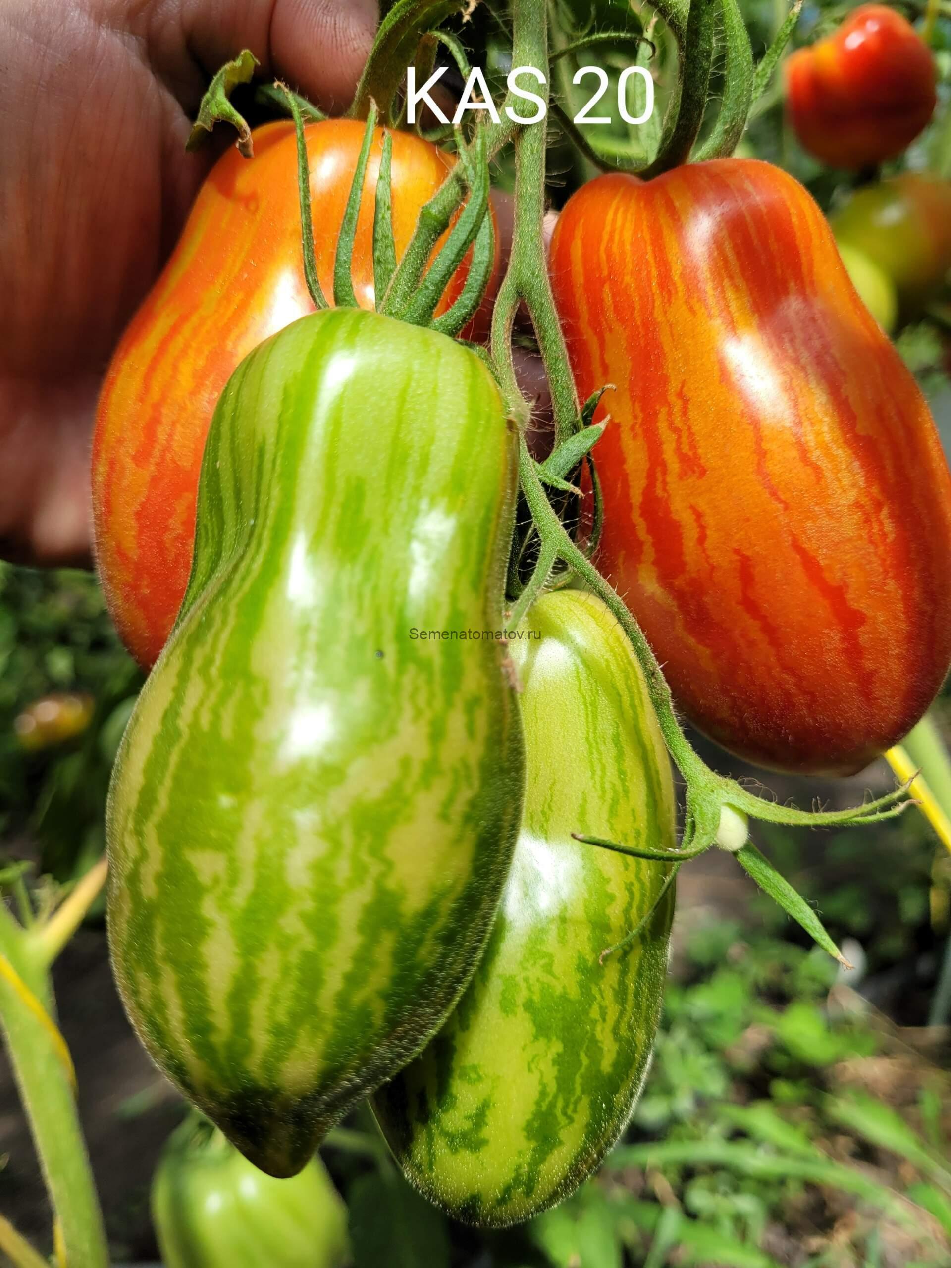 KAS 20 Кас 20 — изображение 3