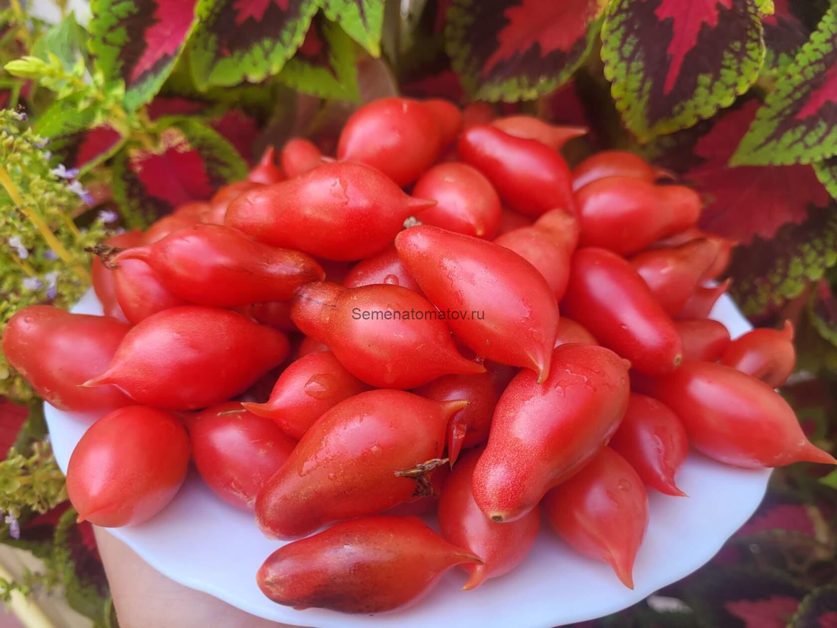 Кумкват Розовый Опал