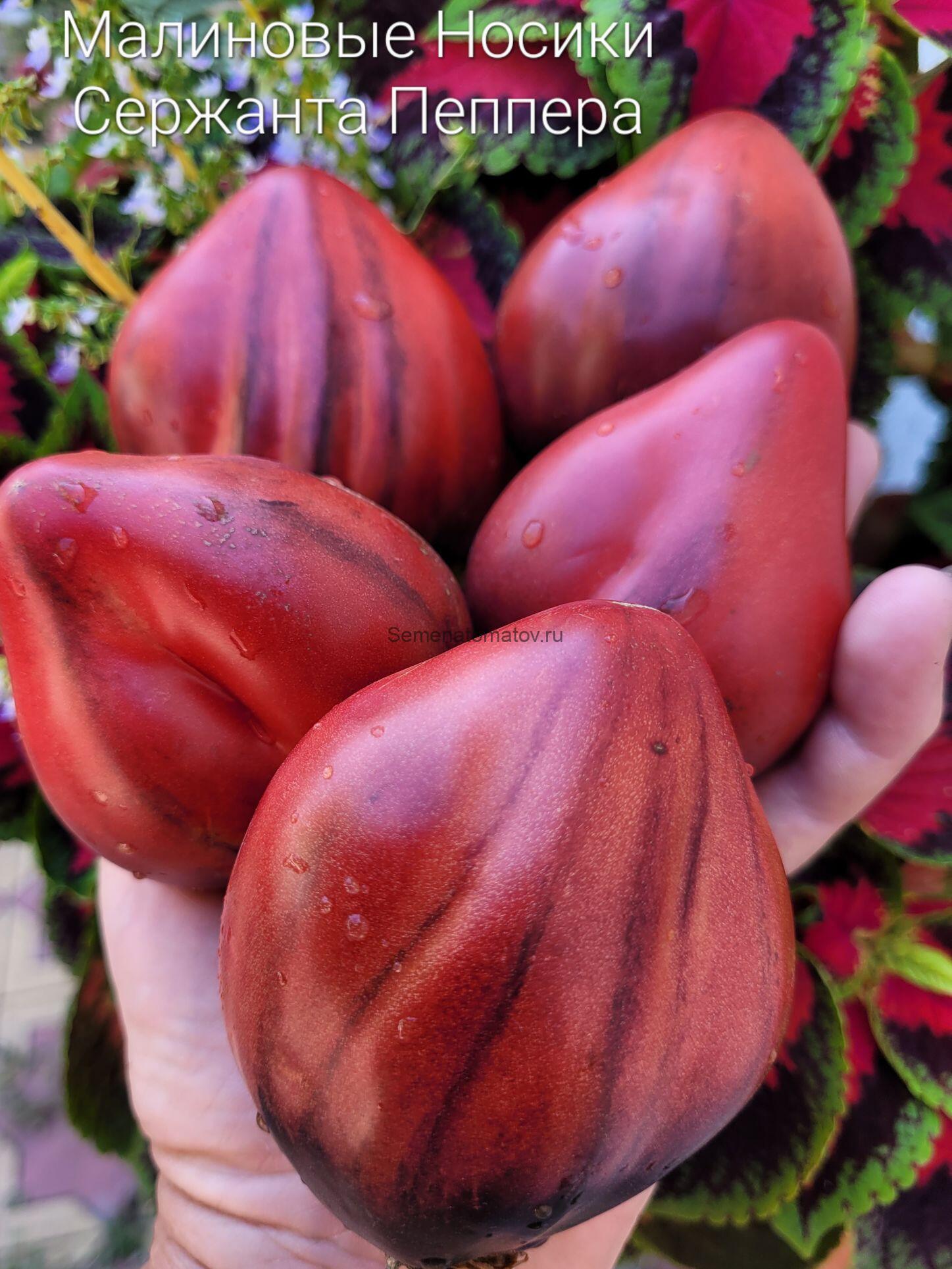 Малиновые Носики Сержанта Пеппера