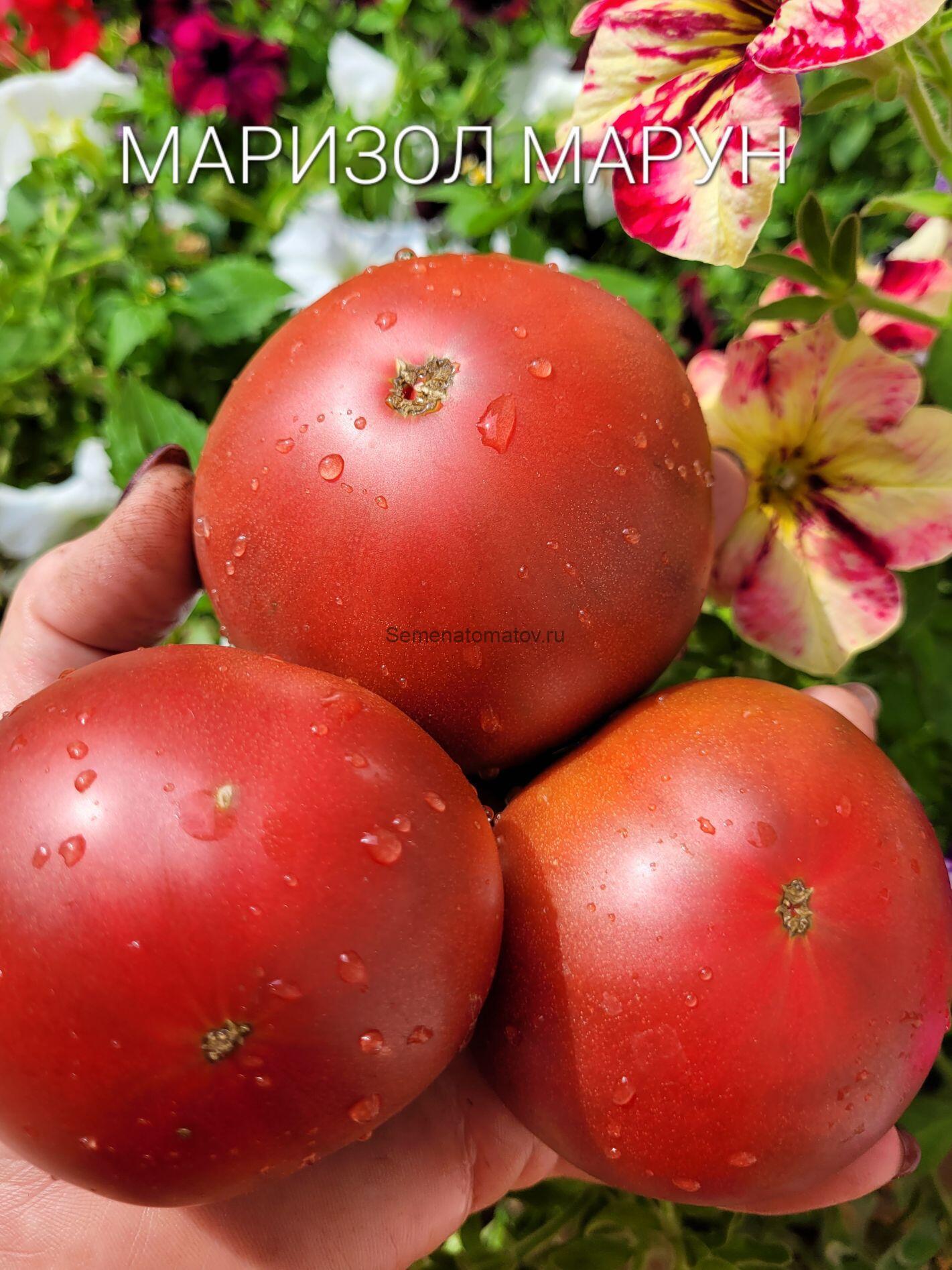 Marizol Maroon (Маризол Марун)