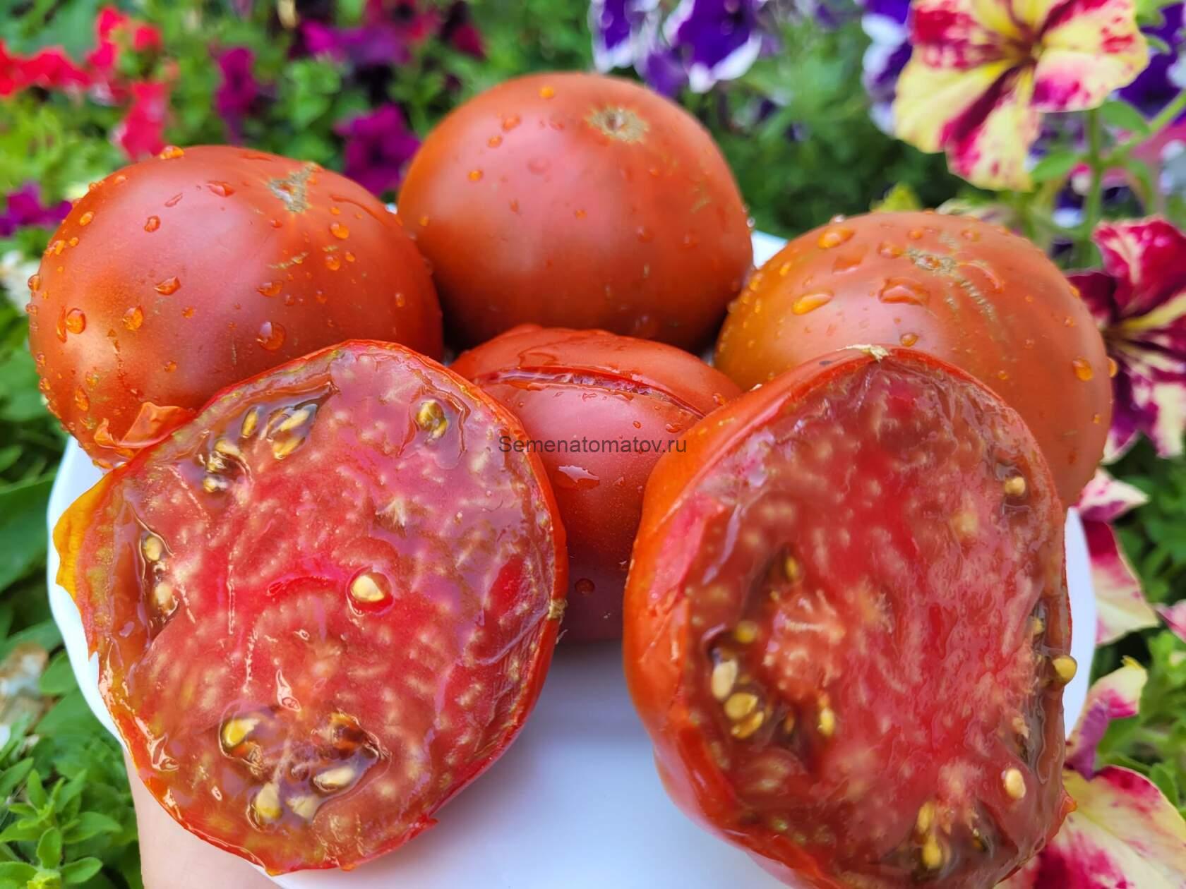 Муаровый Закат