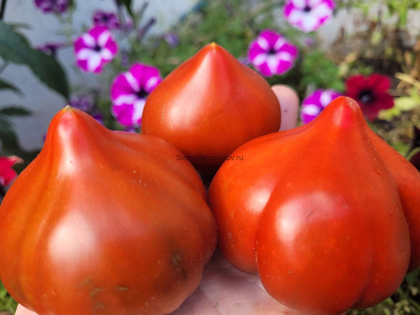 Трюфельное Сердце Нины