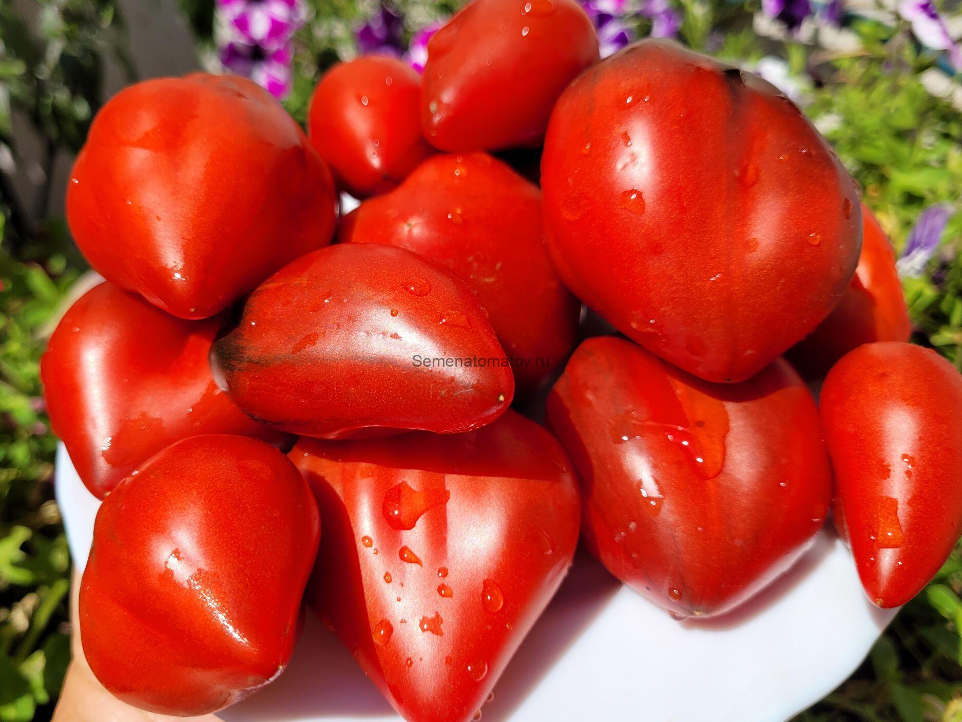 Бронзовые Носики Сержанта Пепперса — изображение 2