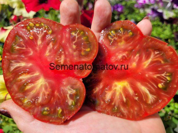 POMODORO DEI PIRENEI-ПИРЕНЕЙСКИЙ ПОМИДОР — изображение 2