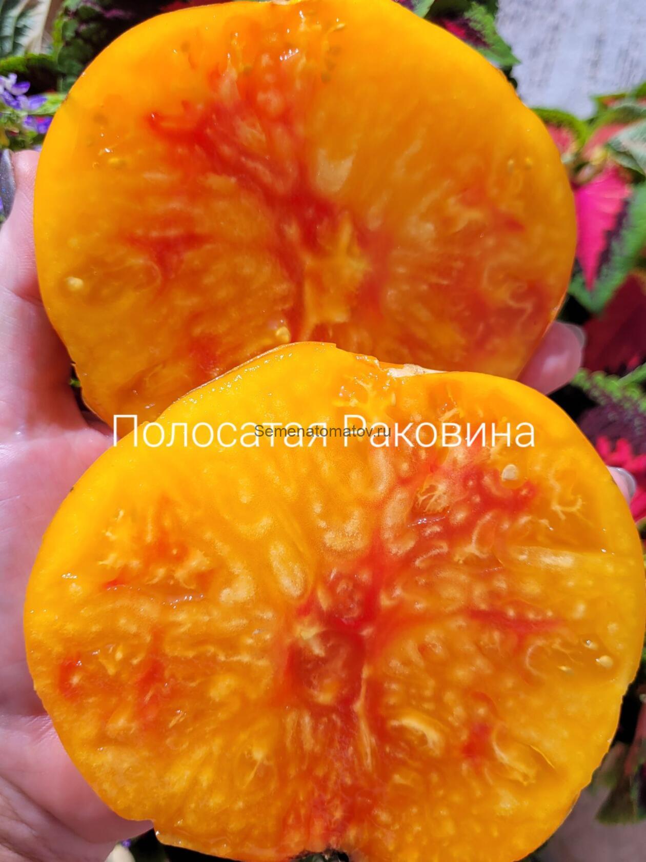 Полосатая раковина (Sink’s Striped) — изображение 2