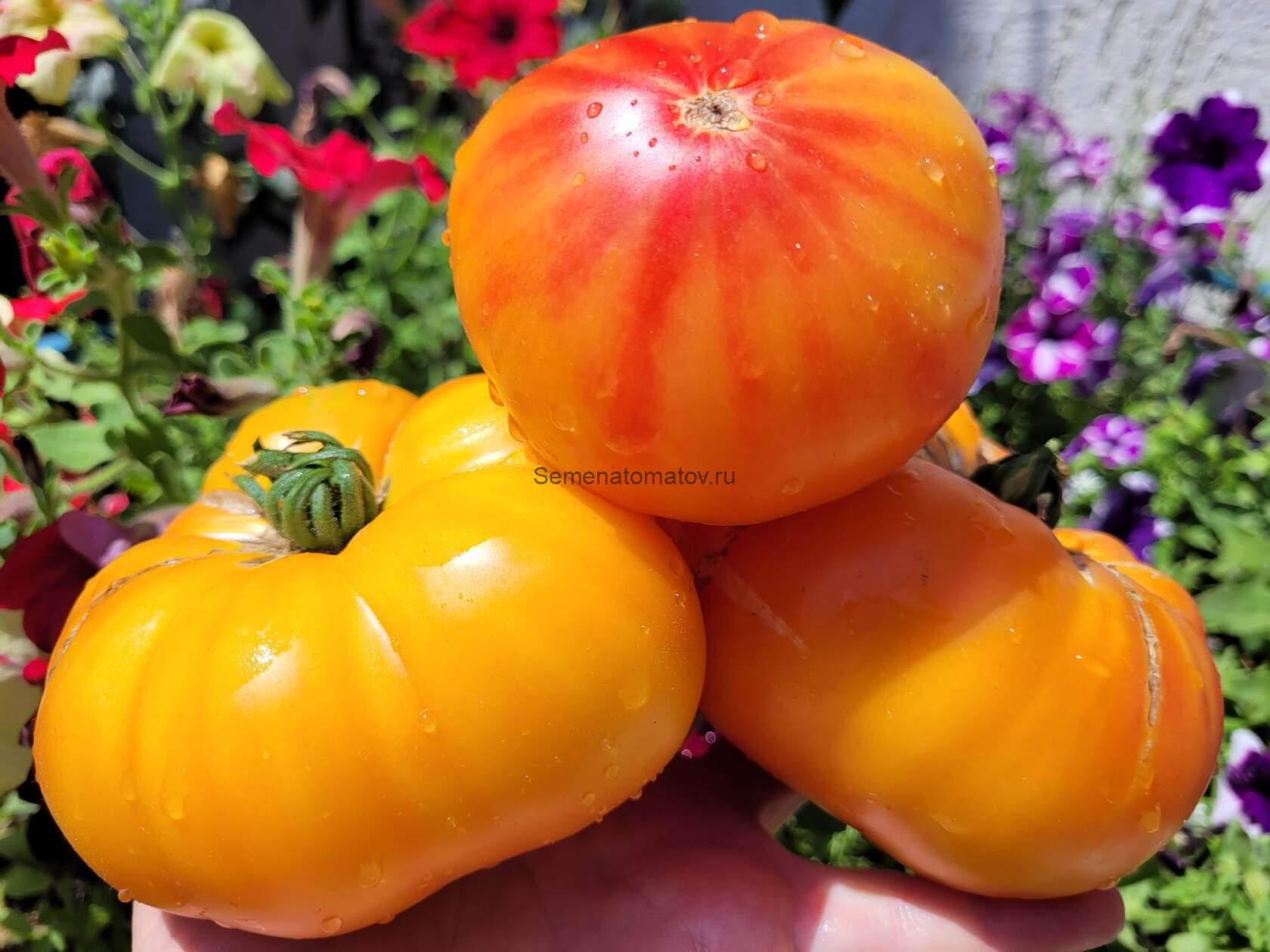 Полосатая раковина (Sink’s Striped)