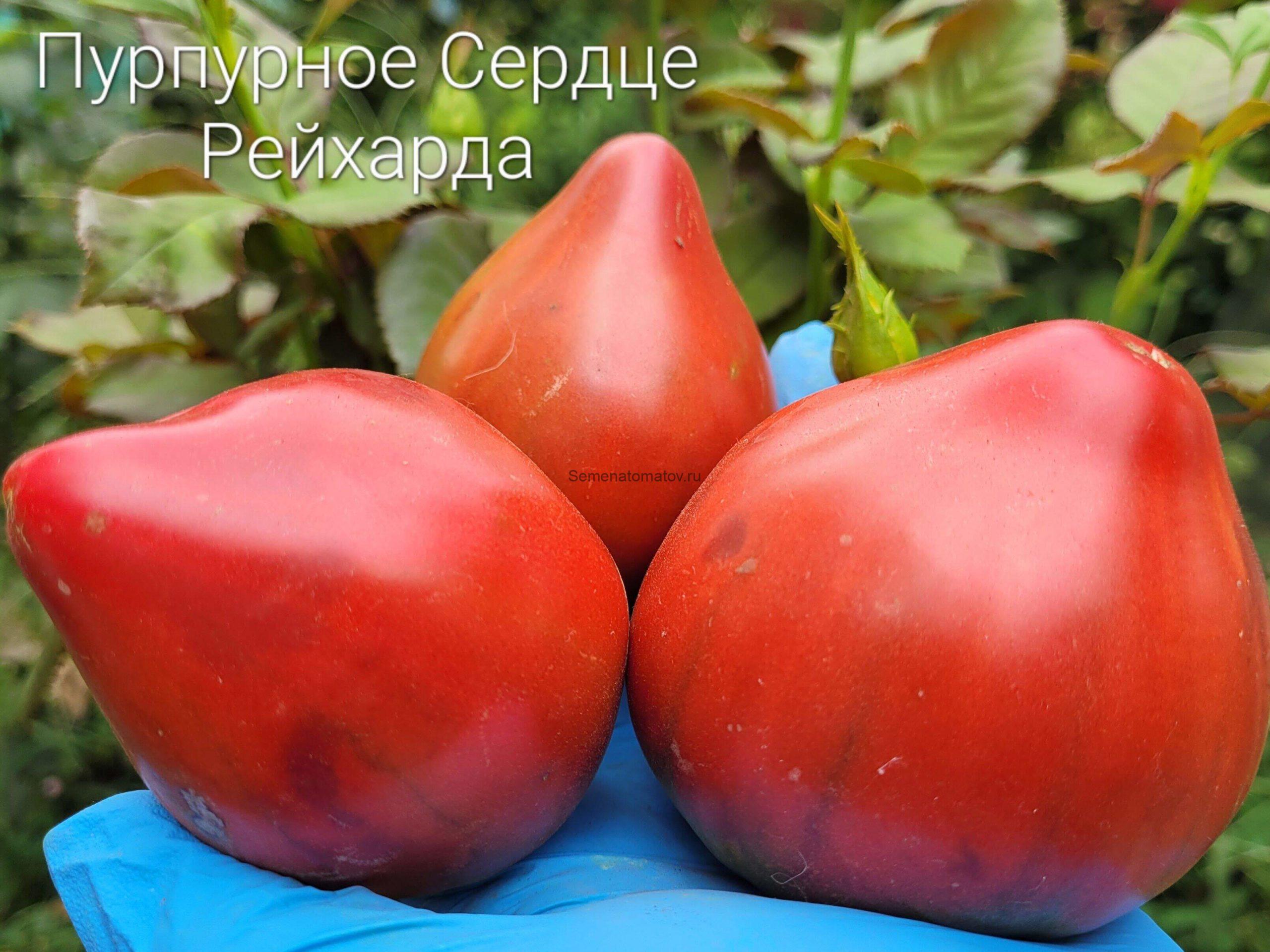 Reinhard's Purple Heart (Пурпурное сердце Райнхарда)