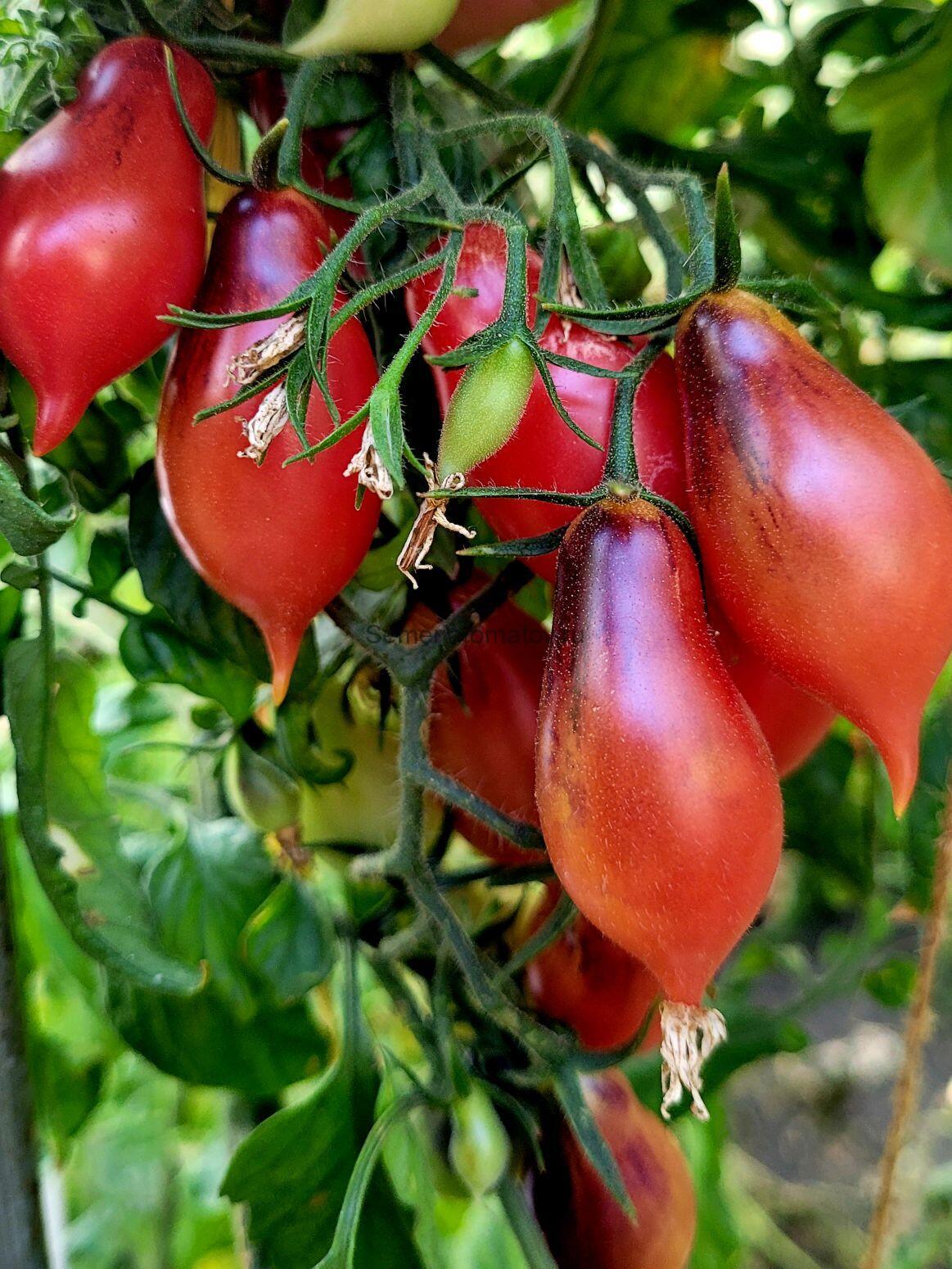 Кумкват Розовый Опал — изображение 2