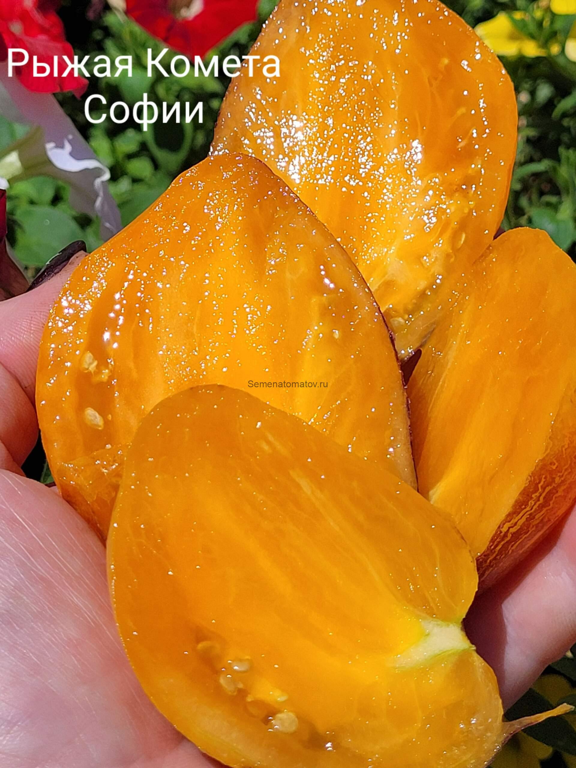 Рыжая Комета Софии — изображение 4