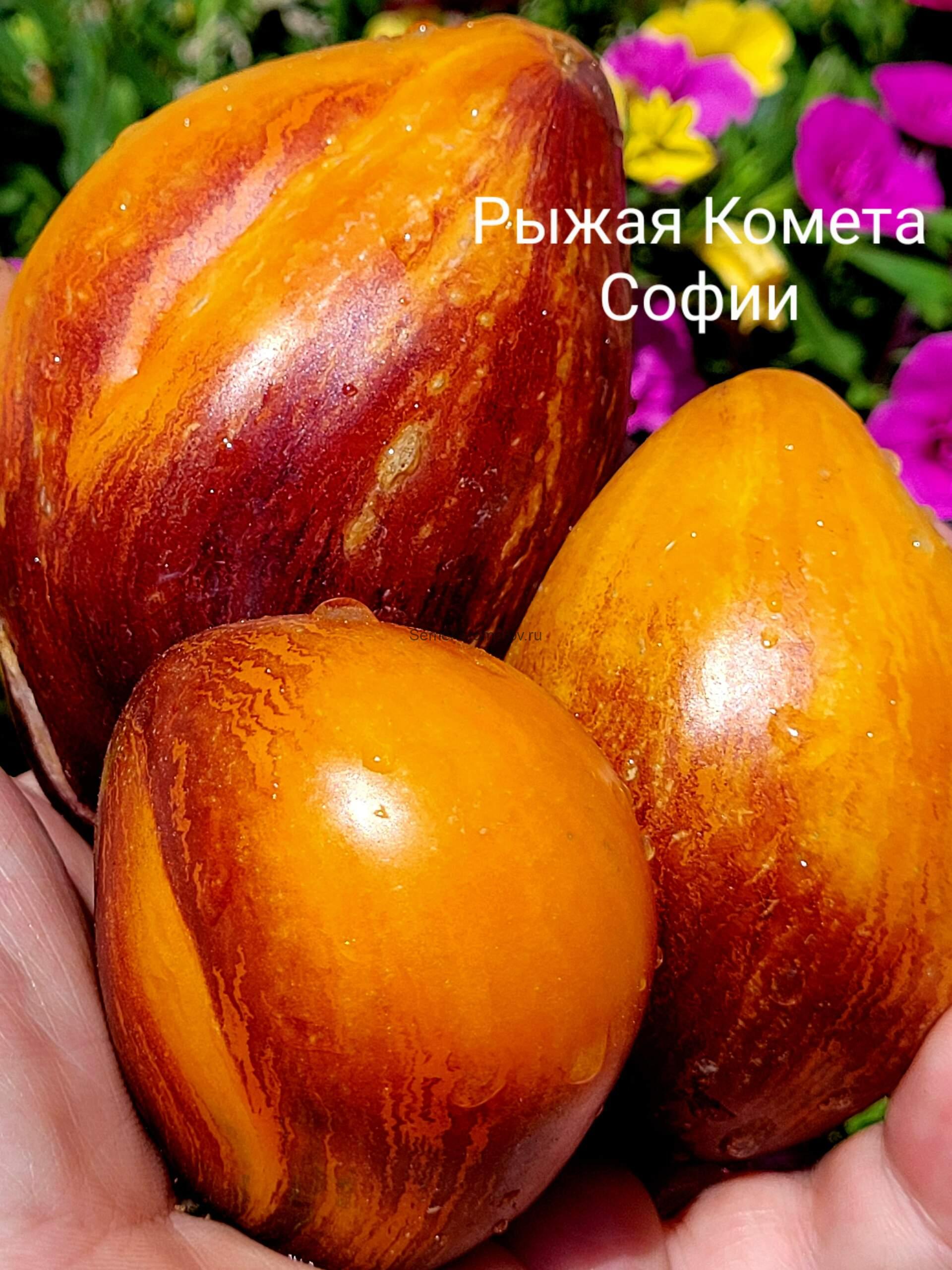 Рыжая Комета Софии
